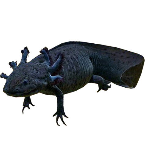 Black Axolotl